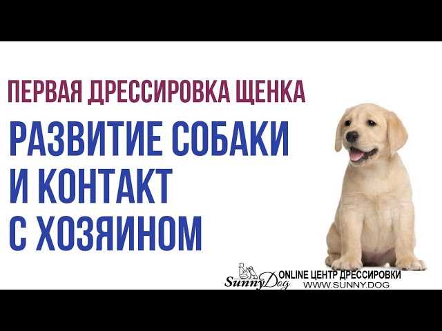 Преимущества ранней дрессировки