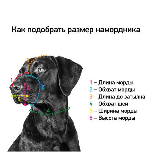 Когда щенку кане корсо можно одевать намордник?