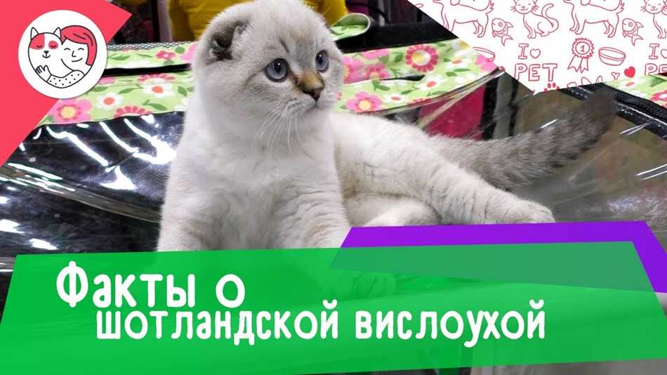 Когда у котят поднимаются уши у шотландские?