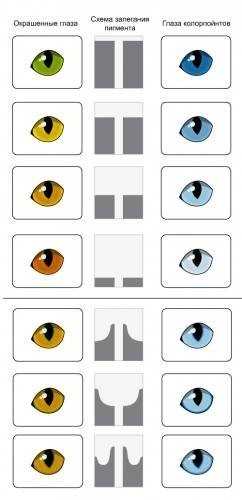 Возраст, когда происходит изменение цвета глаз у шотландских кошек скоттиш страйт