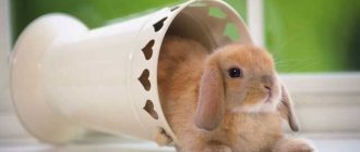 Когда у вислоухого кролика опускаются уши?