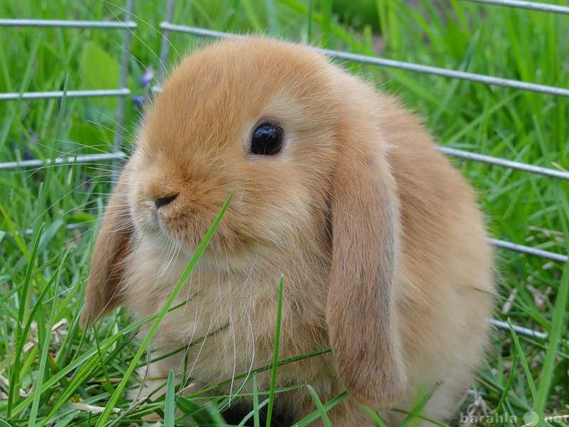 Причины опускания ушей у вислоухих кроликов