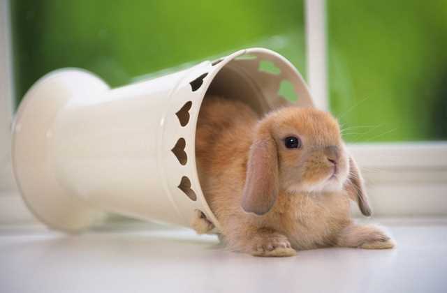 Когда у вислоухого кролика опускаются уши?