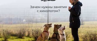 Когда учишься на кинолога дают собаку или нет?