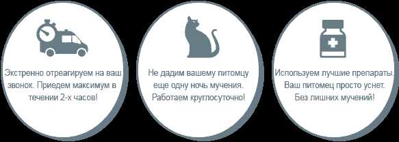 В каких случаях усыпление кота является возможным вариантом?