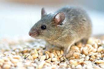 Почему мыши являются опасными вредителями