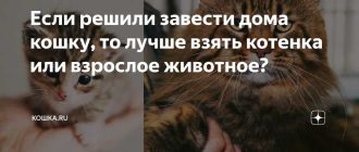 Кого лучше взять котёнка или взрослого кота?