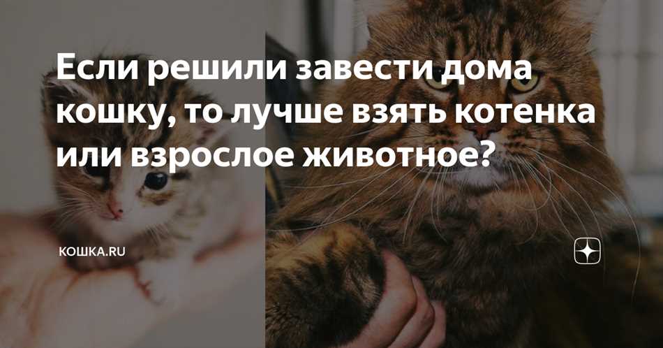 Кого лучше взять котёнка или взрослого кота?