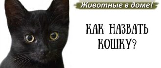 Красивые имена для котов мальчиков на м