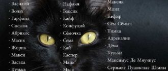 Красивые имена для котят мальчиков черных