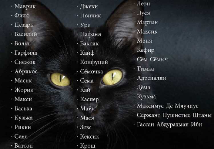 Красивые имена для котят мальчиков черных