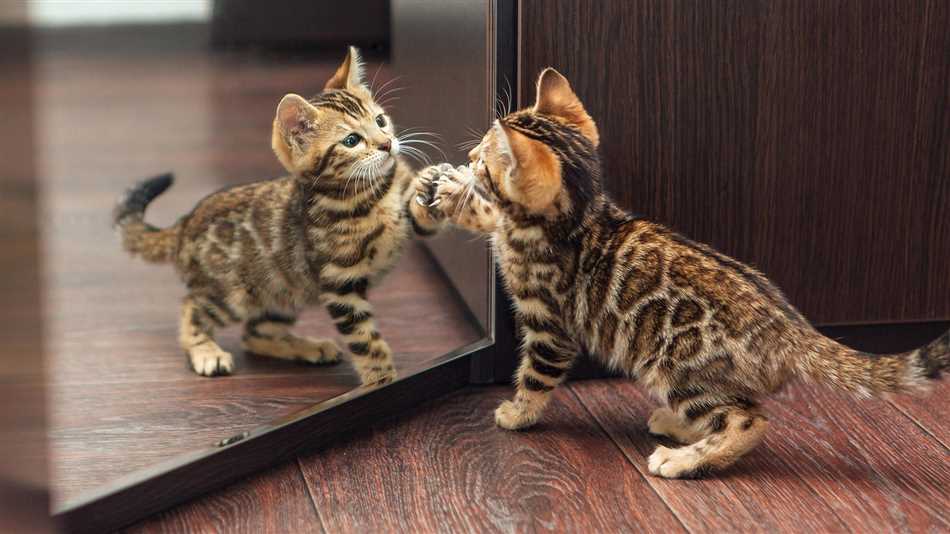 Британская короткошерстная кошка: прекрасный спутник для вашей квартиры