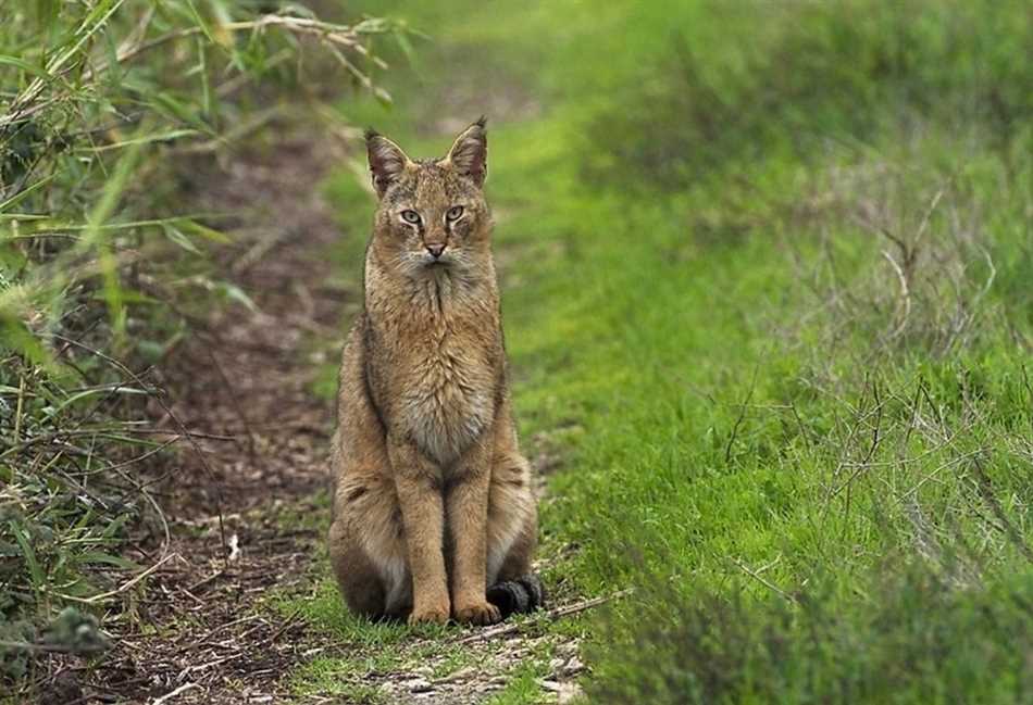 Внешний вид мейн куна