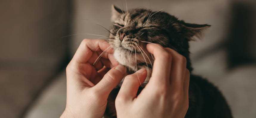 Мурлыкание у кошек: особенности и значение