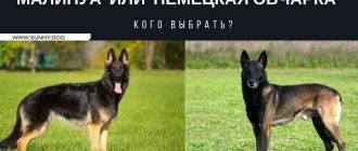 Кто лучше бельгийская овчарка или немецкая овчарка?