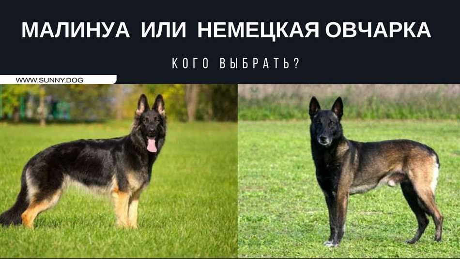 Кто лучше бельгийская овчарка или немецкая овчарка?