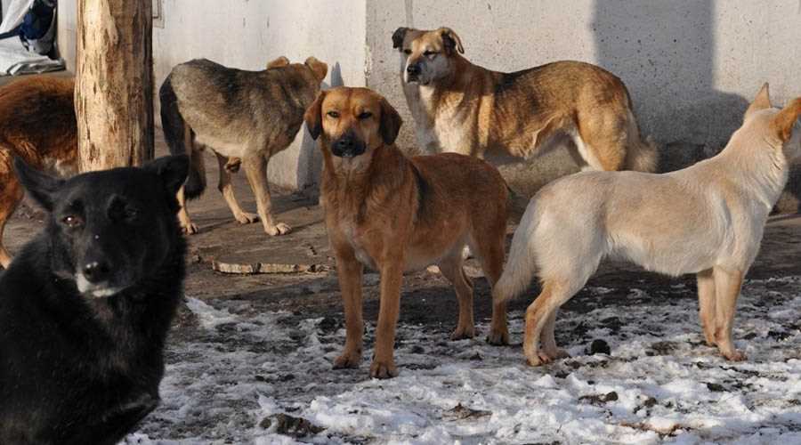 Законодательство о домашних животных