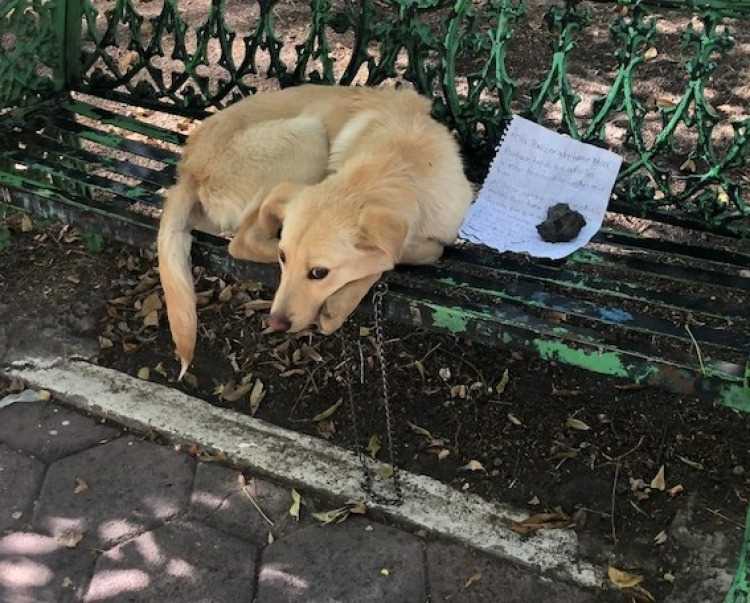 Кто отвечает за собаку хозяин или кто?