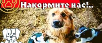 Кто считается законным владельцем собаки согласно законодательству России?