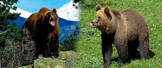 Кто сильнее гризли или бурый медведь?