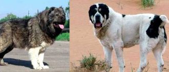 Кто сильнее: кангал или кавказская овчарка? Сравнение сибирской кавказского происхождения с английской породой собак