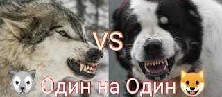 Кто мощнее: волк или алабай? Сравнение силы и способностей двух популярных хищников