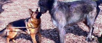 Кто сильнее: волк или собака? Сравнение силы и возможностей этих животных