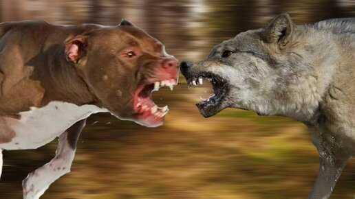 Волк и собака: их сходства и различия