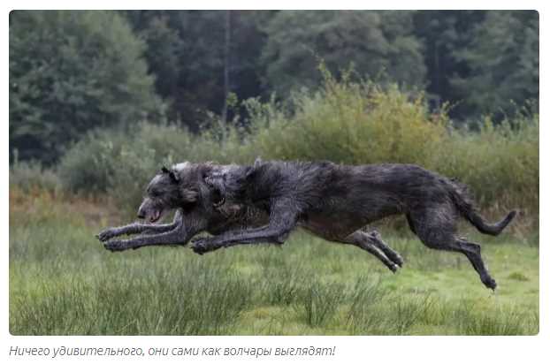 Описание внешнего вида волка и собаки