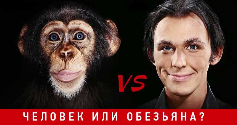 Кто умнее человек или обезьяна?