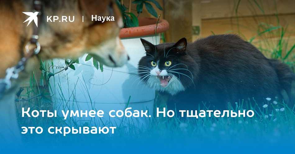 Кто умнее коты или кошки?