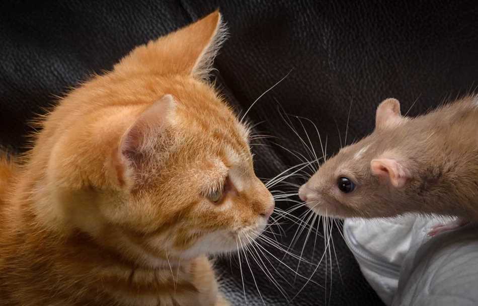Кто умнее крыса или кошка?