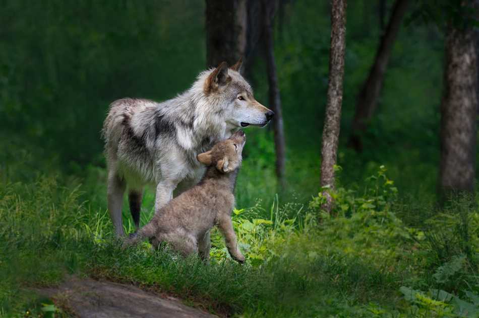 Вид домашней собаки