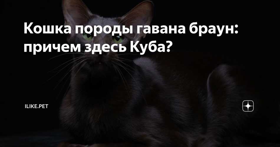 5. Могут ли Кубинские короткошерстные кошки быть подходящими для жизни в квартире?