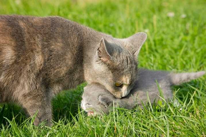 Куда кошка может спрятать котят?