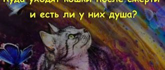 Куда попадают коты после смерти?