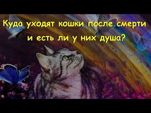 Куда попадают коты после смерти?