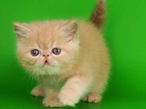 Латвийская короткошерстная кошка: история и характеристики породы