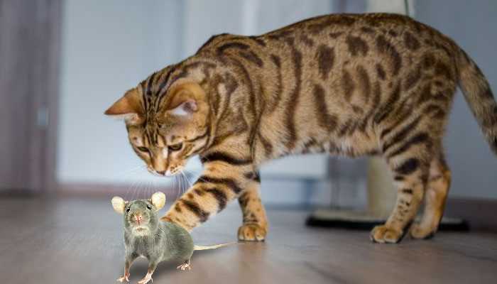 Ловят ли бенгальские кошки мышей