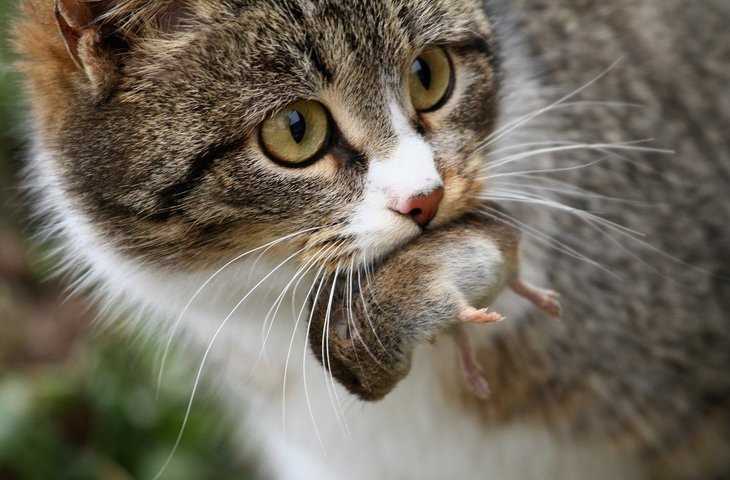 Ловят ли британские кошки мышей