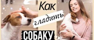 Почему собаки любят, когда их гладят?