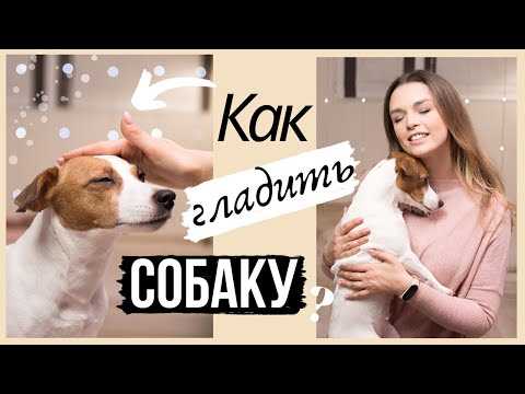 Любят ли собаки когда их гладят