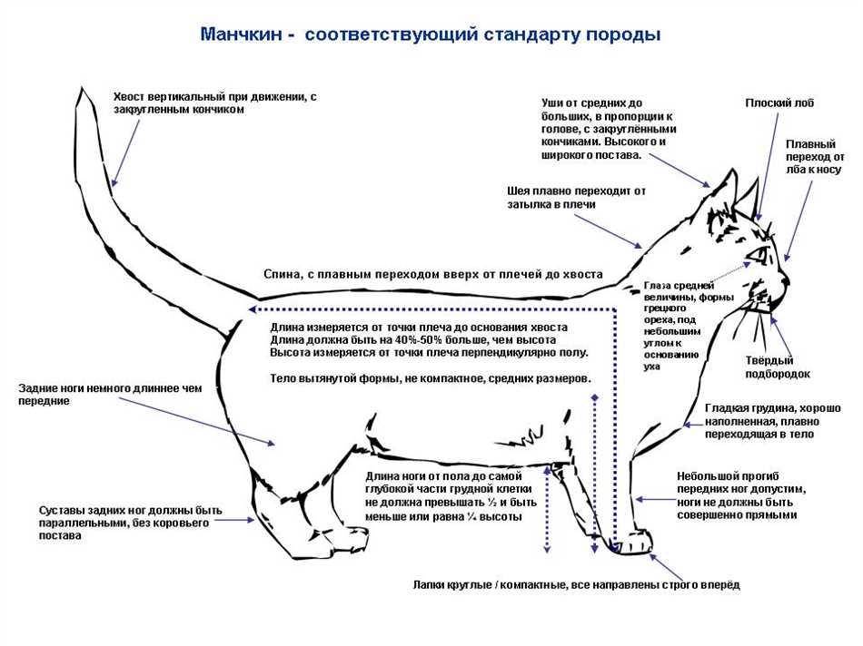 3. Каковы особенности их ухода?