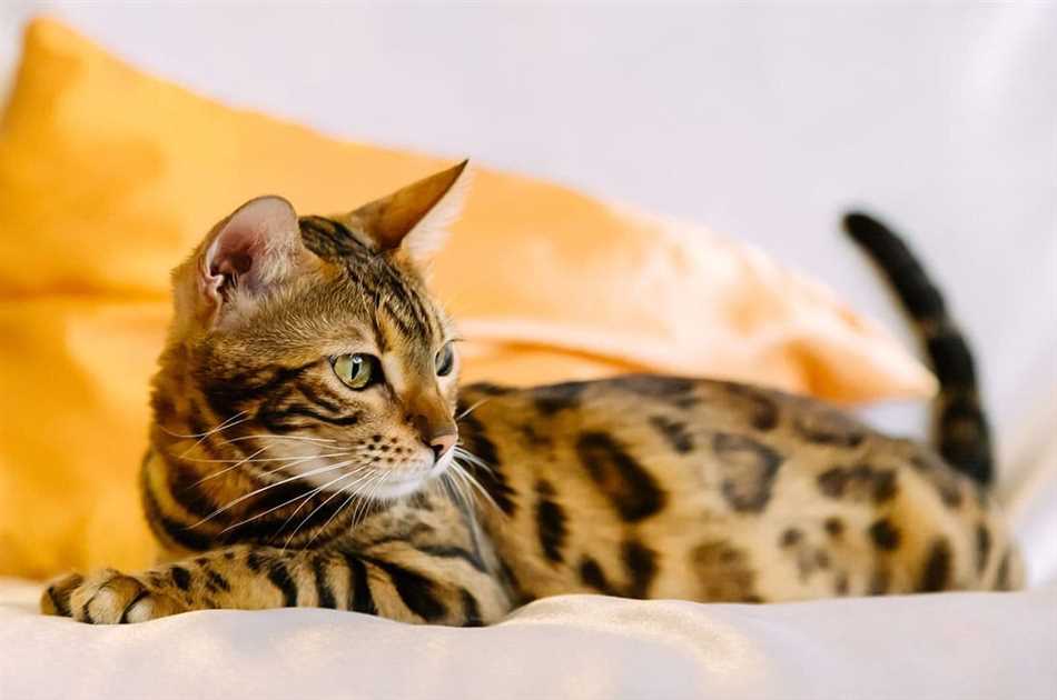 Минусы породы бенгальских кошек
