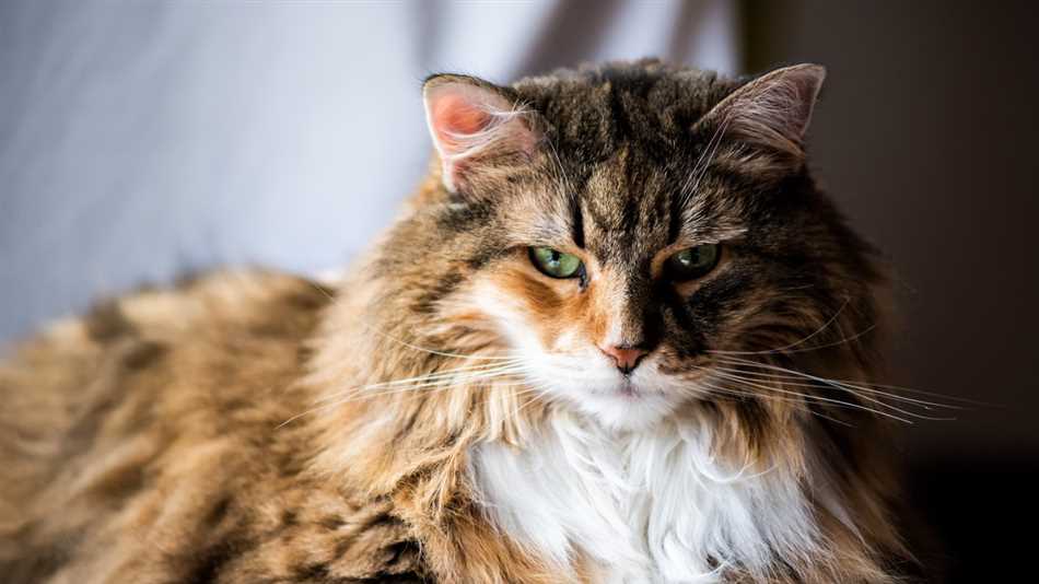 Что такое гипоаллергенные кошки?