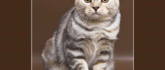 Могут ли беспородные кошки быть вислоухими?