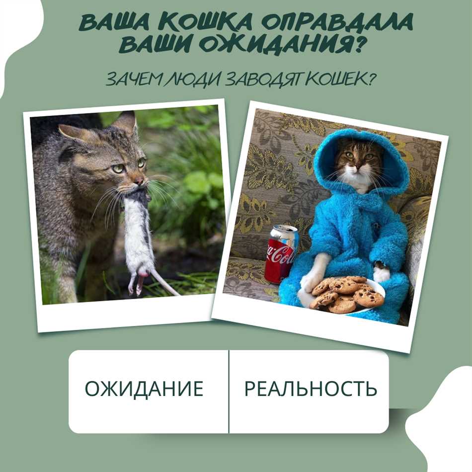 Общение и привязанность кошек