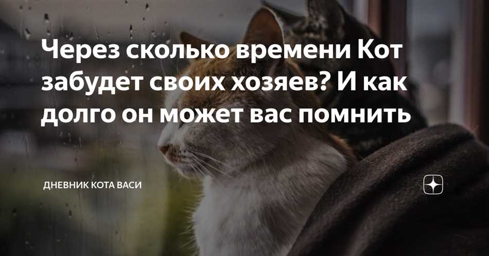 Процесс забывания у котов