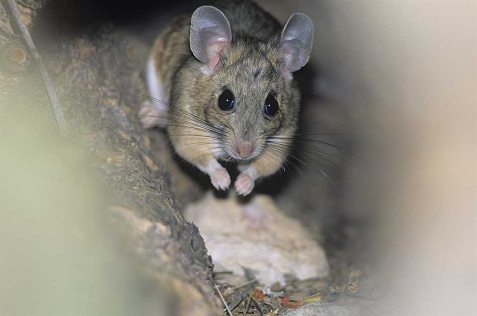 Могут ли мыши съесть человека?