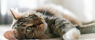 Может ли аллергия на кошек появиться со временем у взрослого?